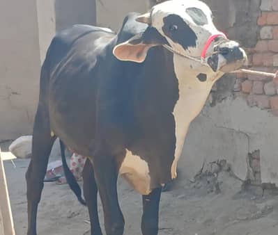Qurbani mid range bachraybachray 2026