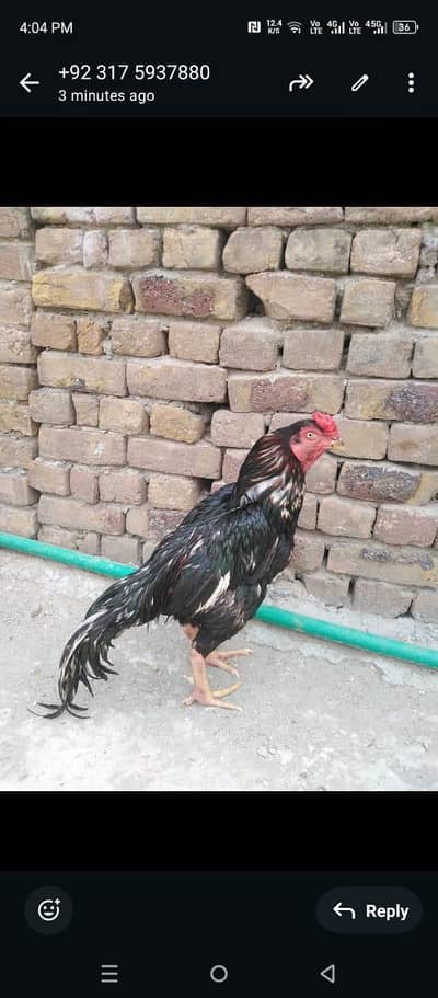 lasani birds for sale