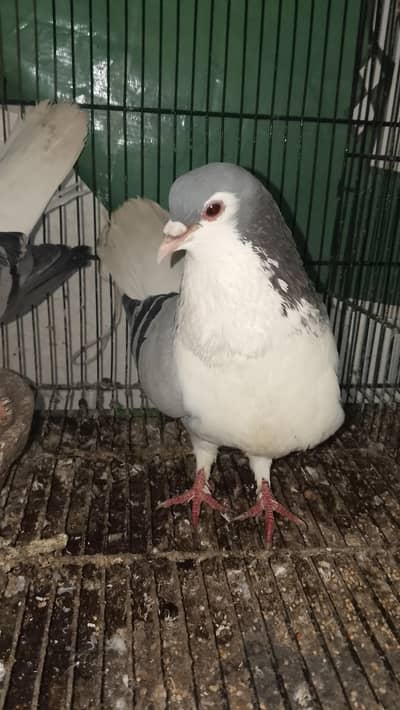 Sherazi pair with chick