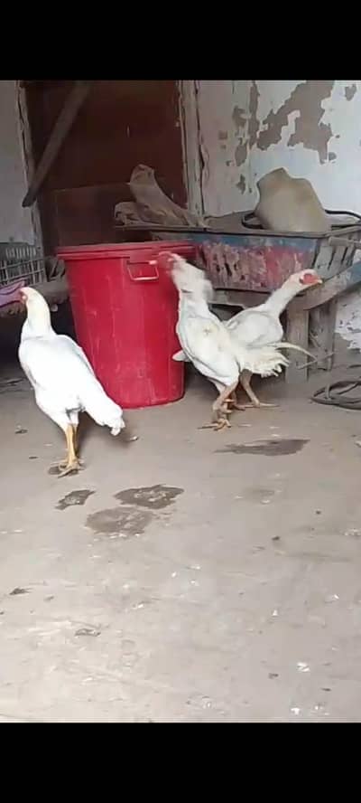 ASEEL HEERA BREEDER SET