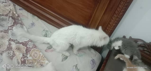 persian kitten triple coated healthy and active