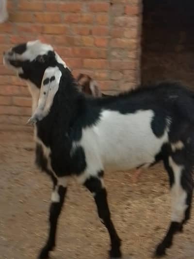 Qurbani bakra for sale
