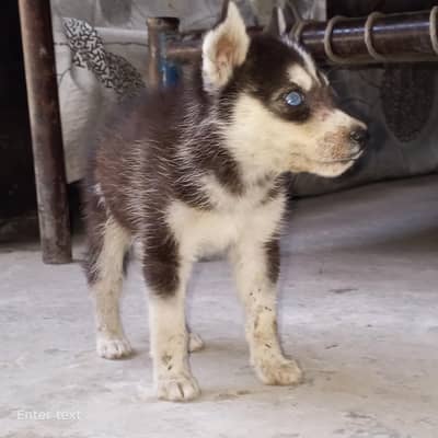 Siberian husky dog