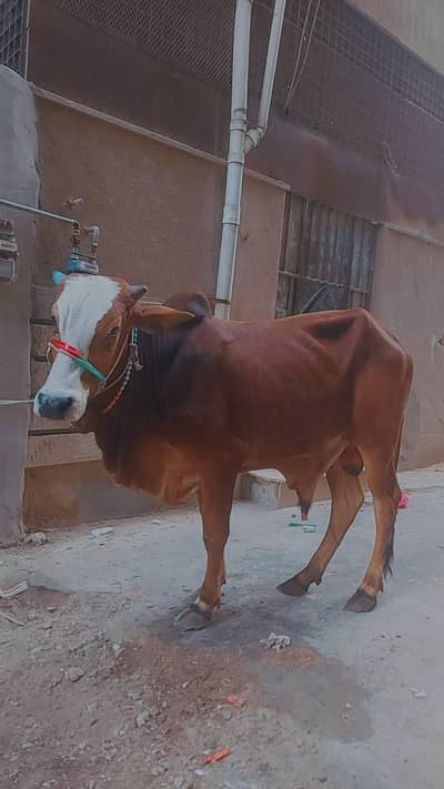 qurbani 2026 2 dant bachra