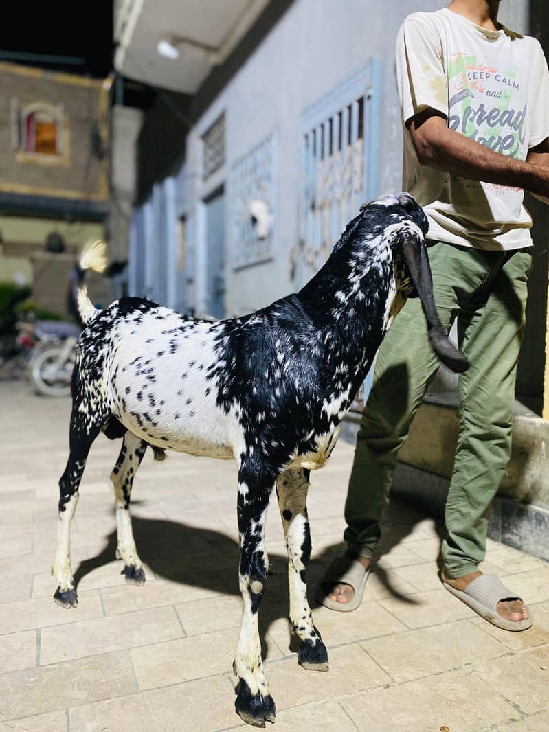 bakra 1