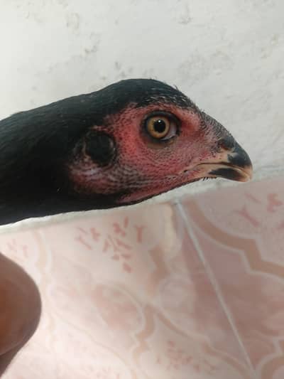 aseel chicks / patthi / vaitname or japnese