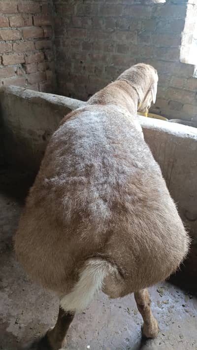 Dumba for sale.