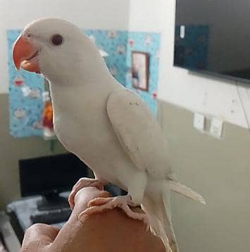 White Ringneck Handtame