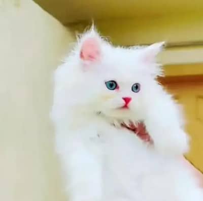 Persian female kitten for sale all Pakistan delivery available