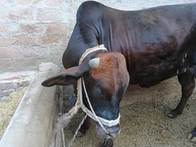 Bull for Qurbani Weight 6 Mann