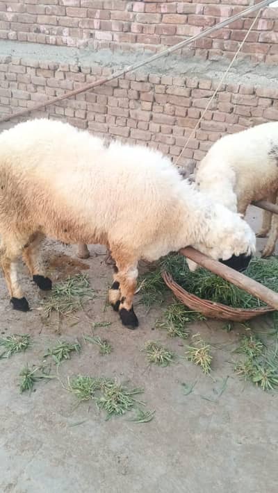 3 ha qurbani ke Leye tyar ha price manig hu jaye gi
