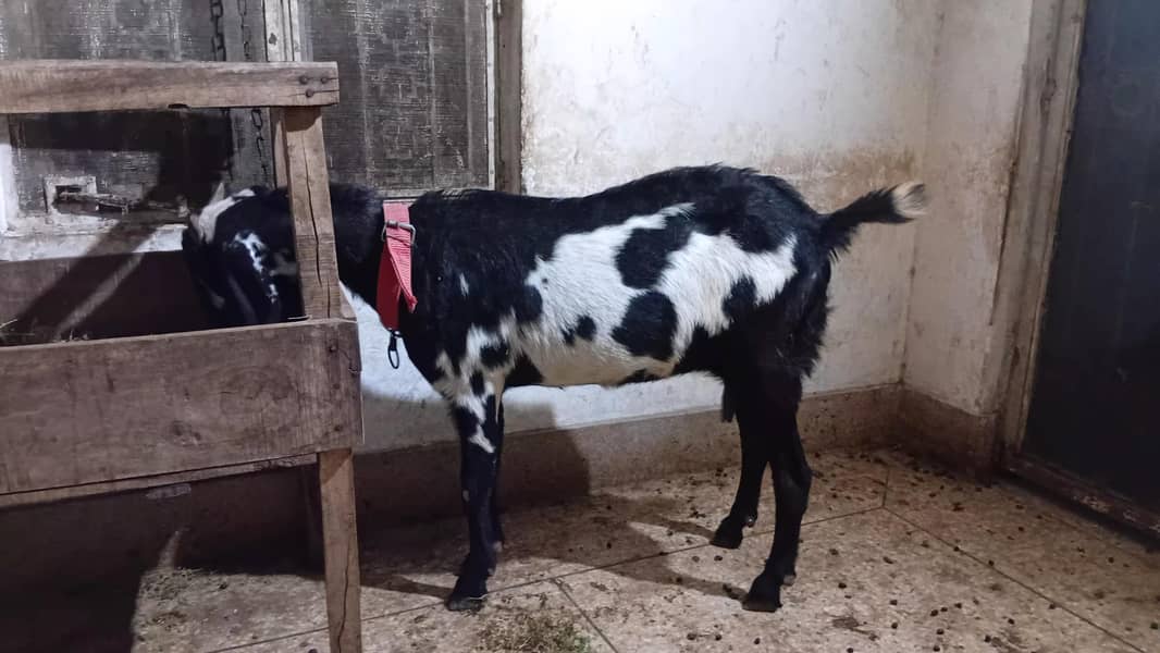 Dragi bakri 2