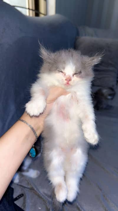 Cat for sale