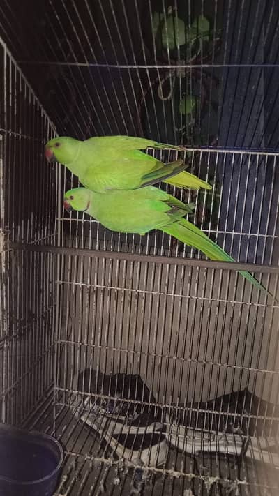 Breeder parrot pair for sale
