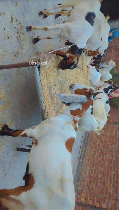 All Qurbani Stock Available 2026