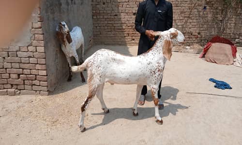 4 dant ha bakra