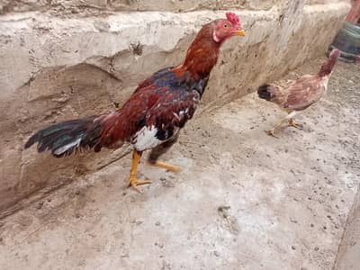 aseel trio for sell