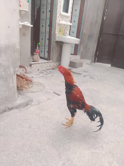 Aseel Sindhi patha