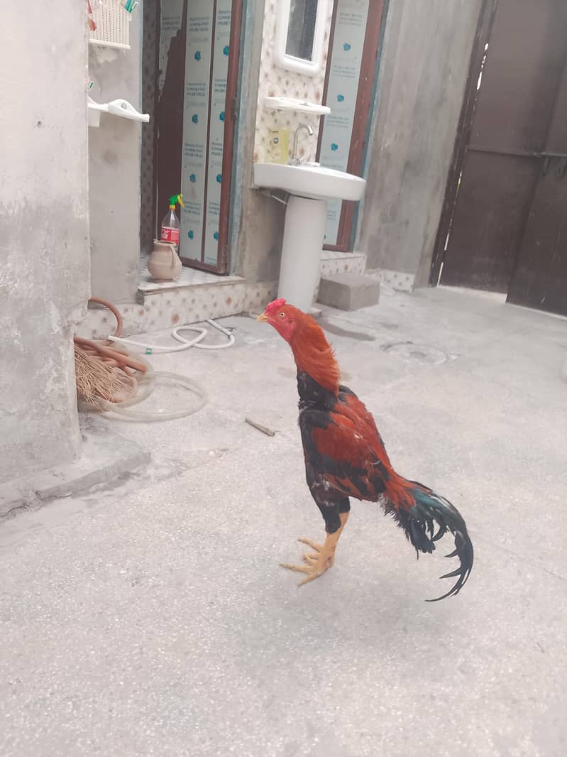 Aseel Sindhi patha 0