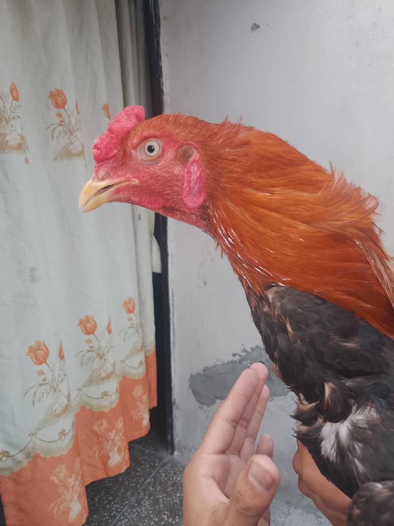 Aseel Sindhi patha 2
