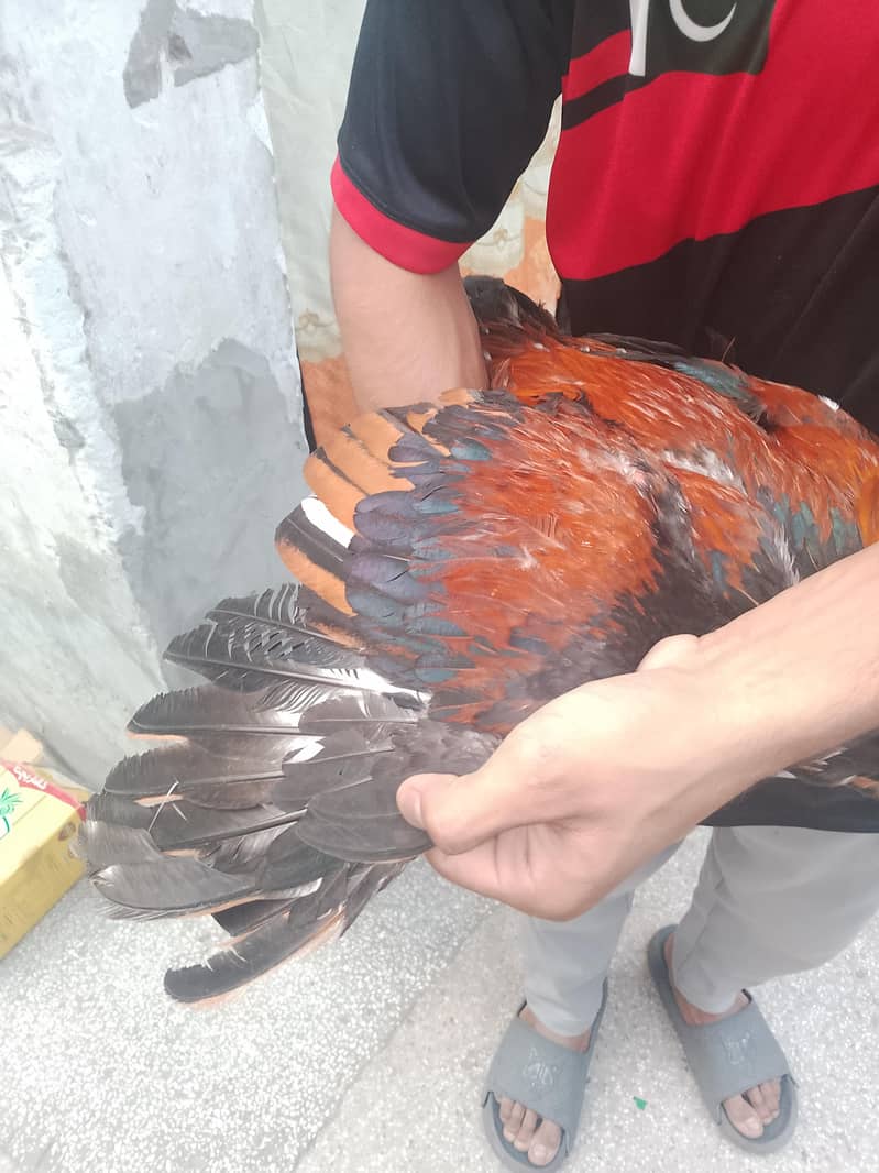 Aseel Sindhi patha 3