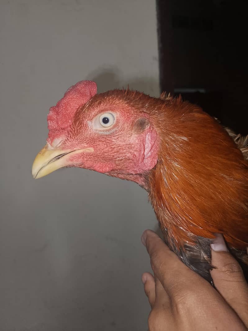 Aseel Sindhi patha 4