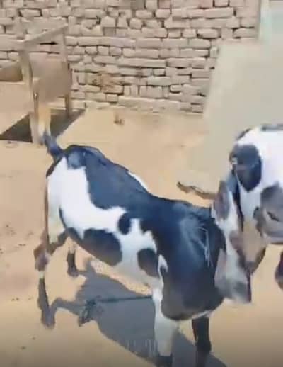 Bakra for qurbani