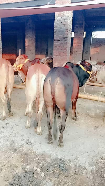 qurbani