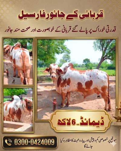 Beautiful Qurbani k Janwar for sale Intahi Munsib Qeemat per