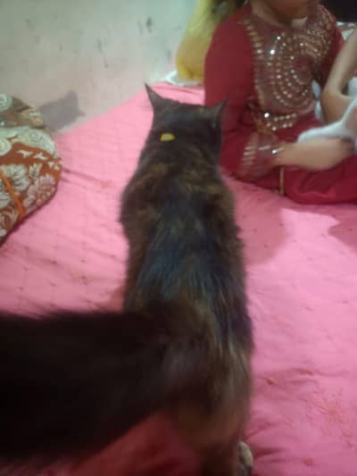 parsion cat 3,0,5,4,0,4,1,5,7,8