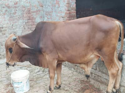 Qubani bull 820 per kg live weight with free home delivery
