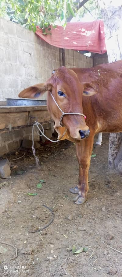 Brown bachri/Bull / Bachiya  / Wacha / Desi bachre / Qurbani ka janwar