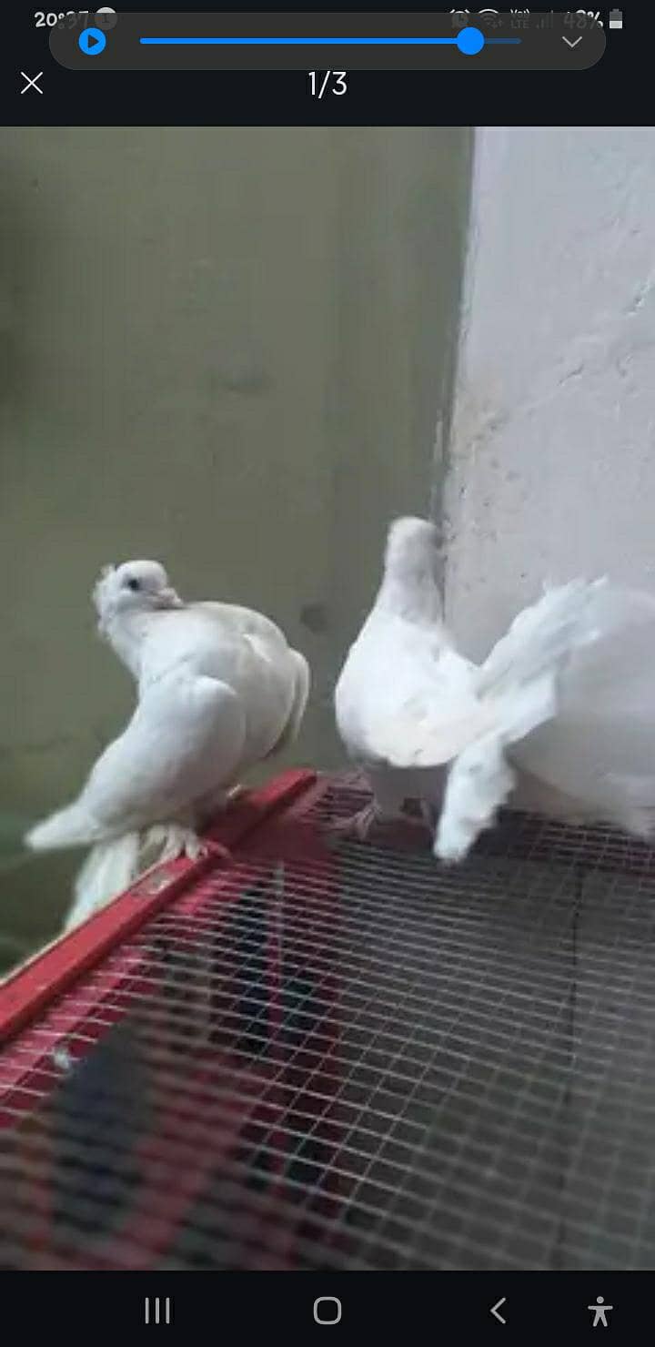 breeder pair with egg 1
