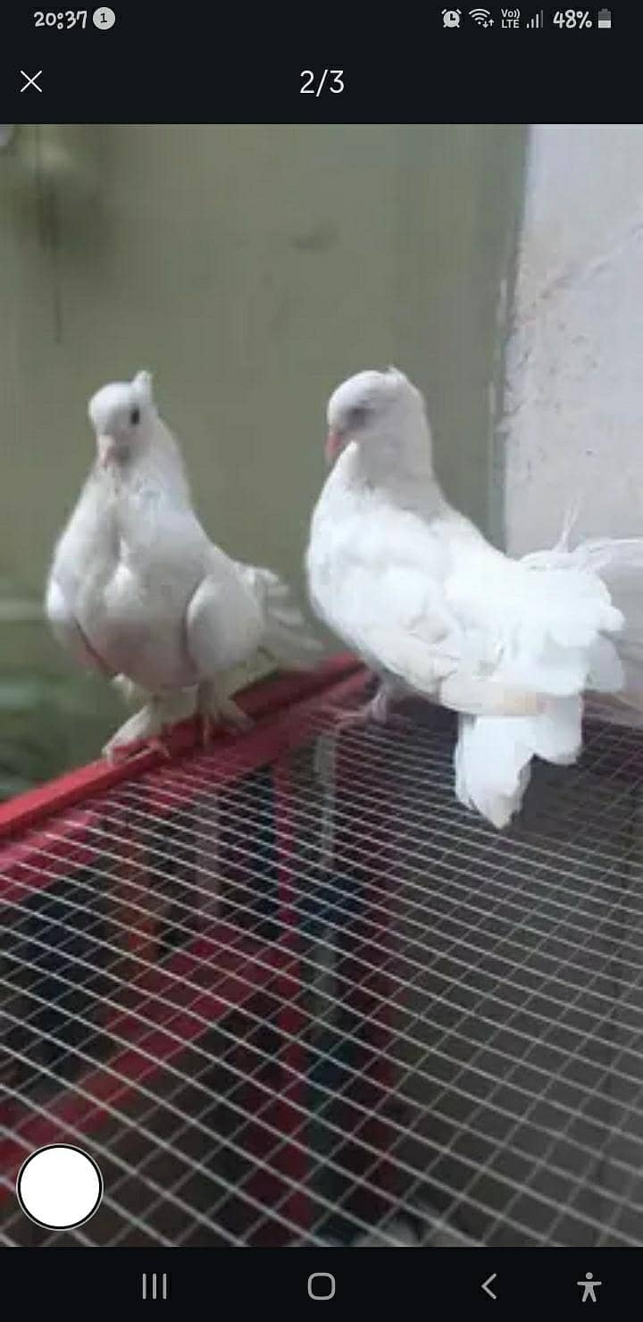 breeder pair with egg 2