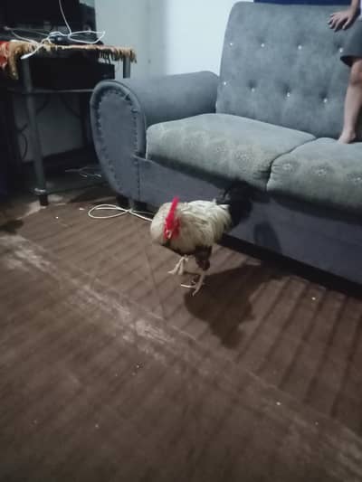 rooster 