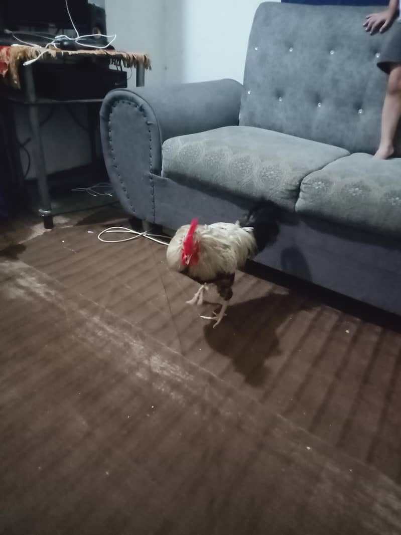 rooster  0