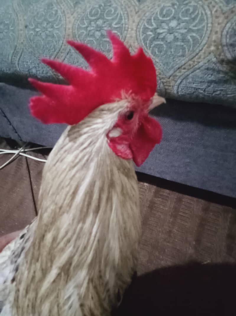 rooster  1