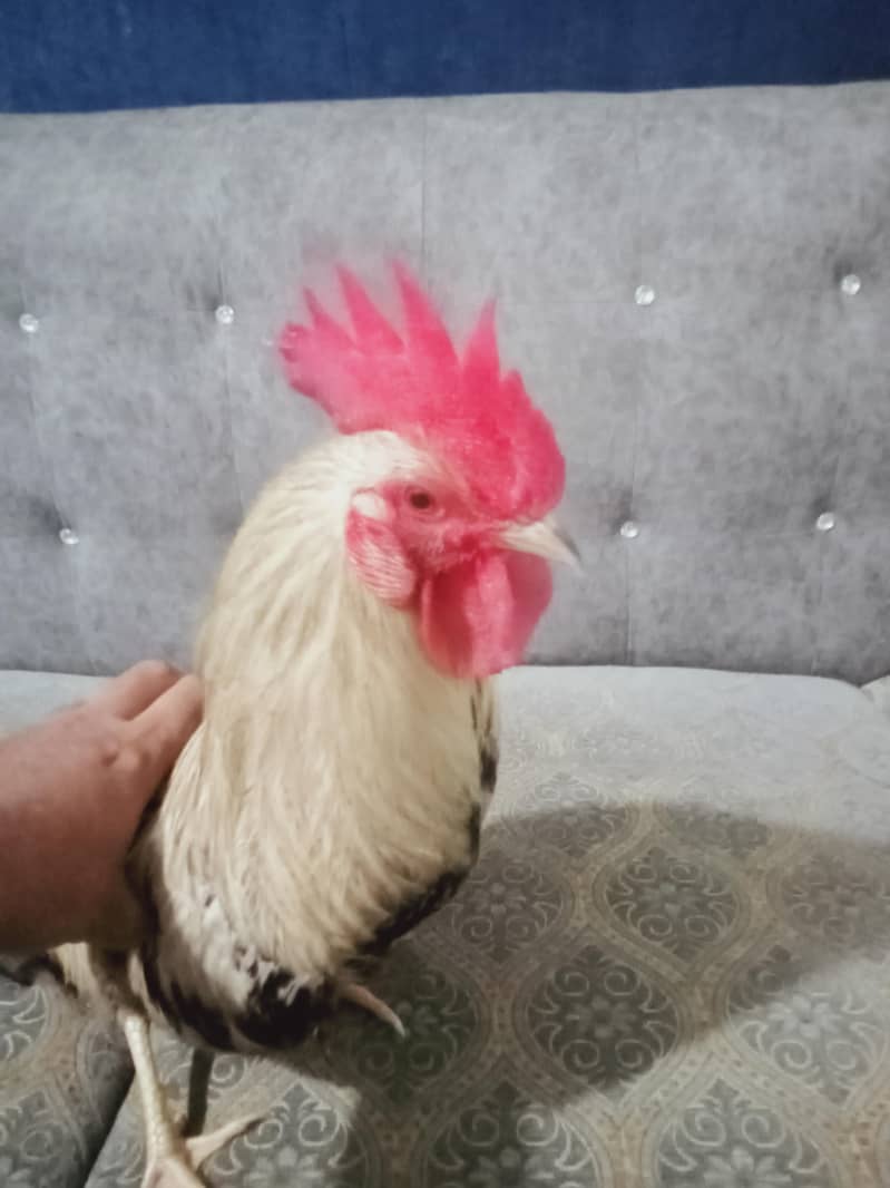 rooster  2