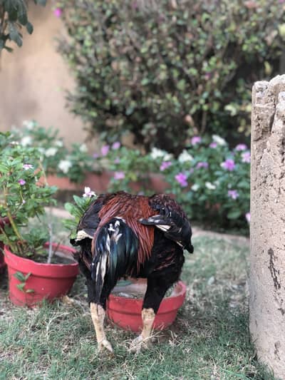 Murga ki ek ankha me  thora sa jhal hai murga breed ki liye bhut achah