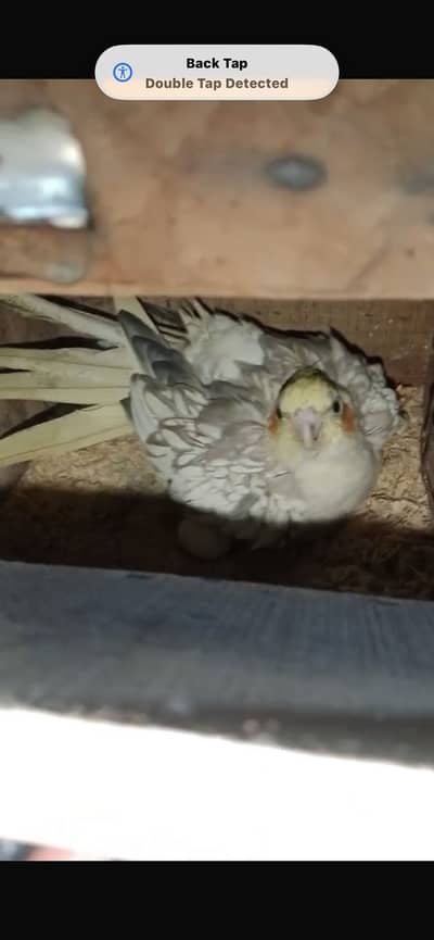 Cockatiel pearl breeder female with history