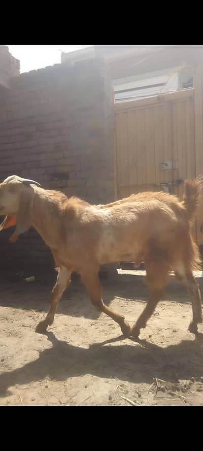 Bakray for Qurbani