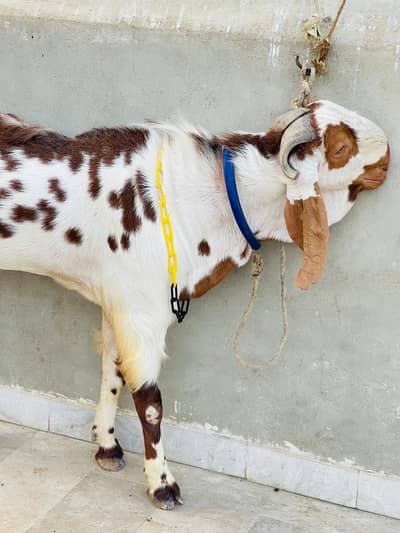 Qurabani 2026 Ke Liye Bahtreen Bakra  for sale