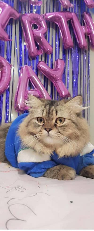 Male cat available for just meeting