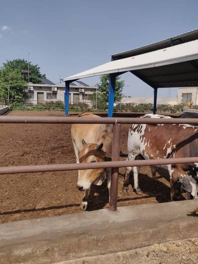 Premium Cross Sahiwal Bull 310–330 KG | Free Delivery Lahore