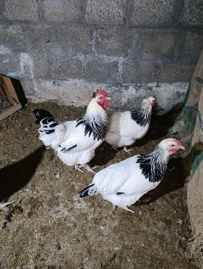 suxxes chicks for sale