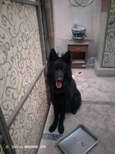 home dog