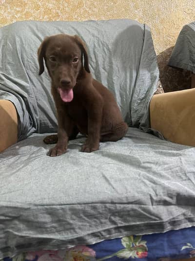 Labrador retriever chocolate brown puppy