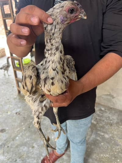 ice blue dragon hen egg laying