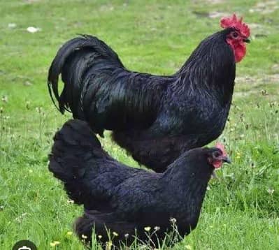 Austrolop chicks available