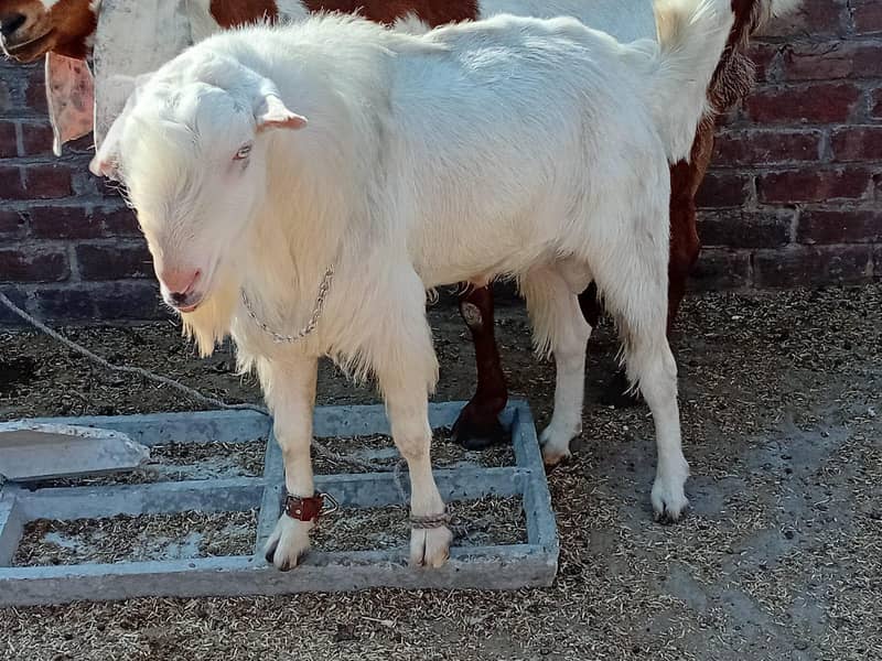 teada Bakra 0